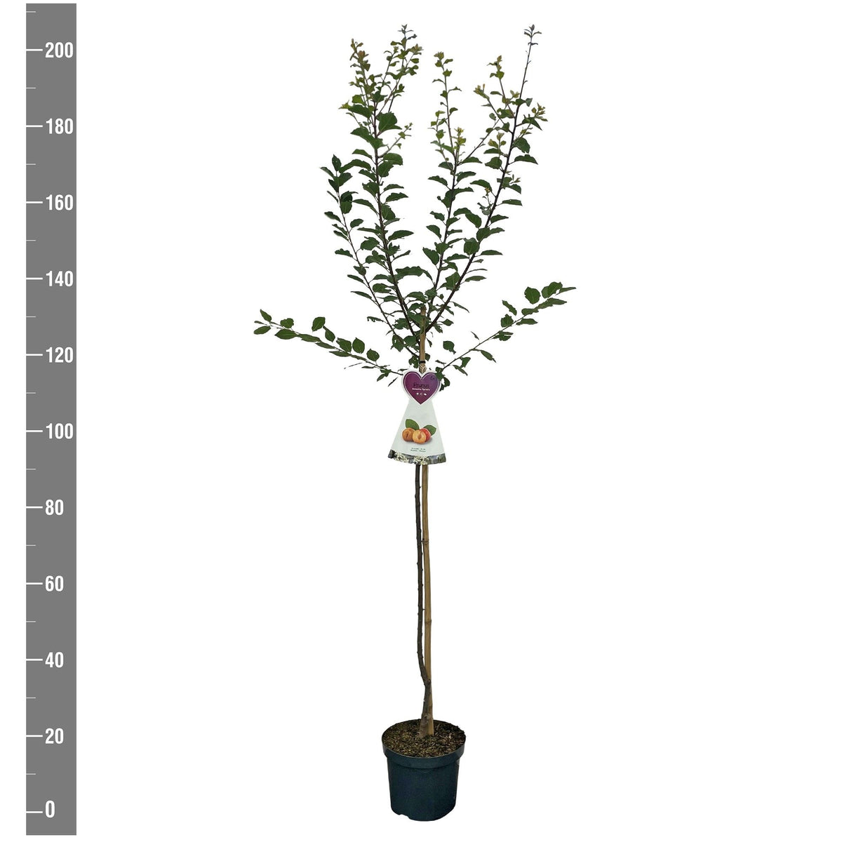 Prunus d. &