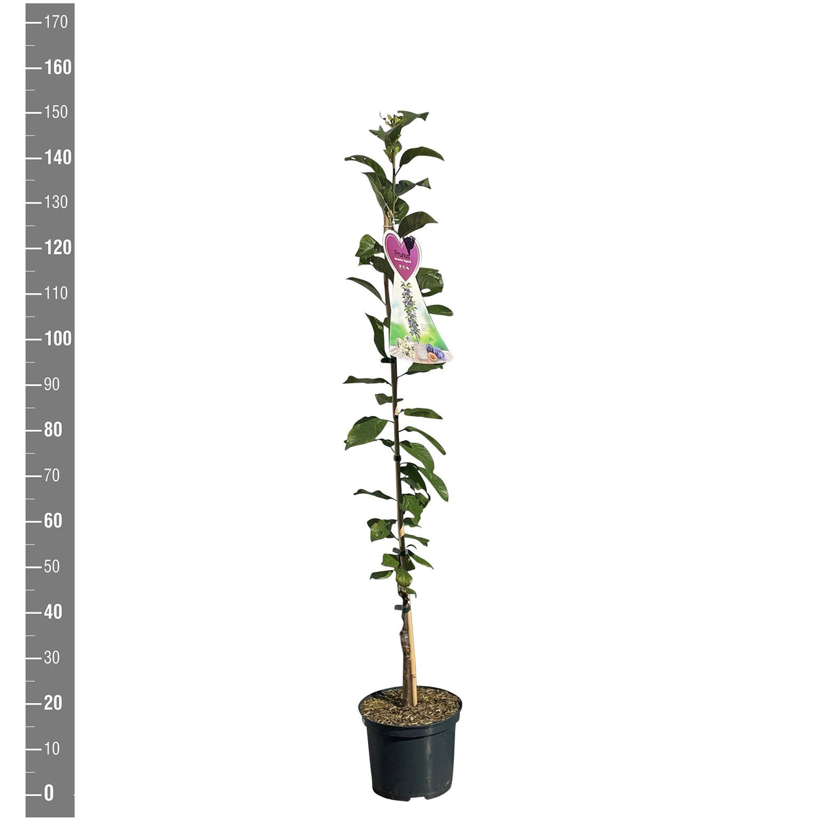 Prunus domestica &