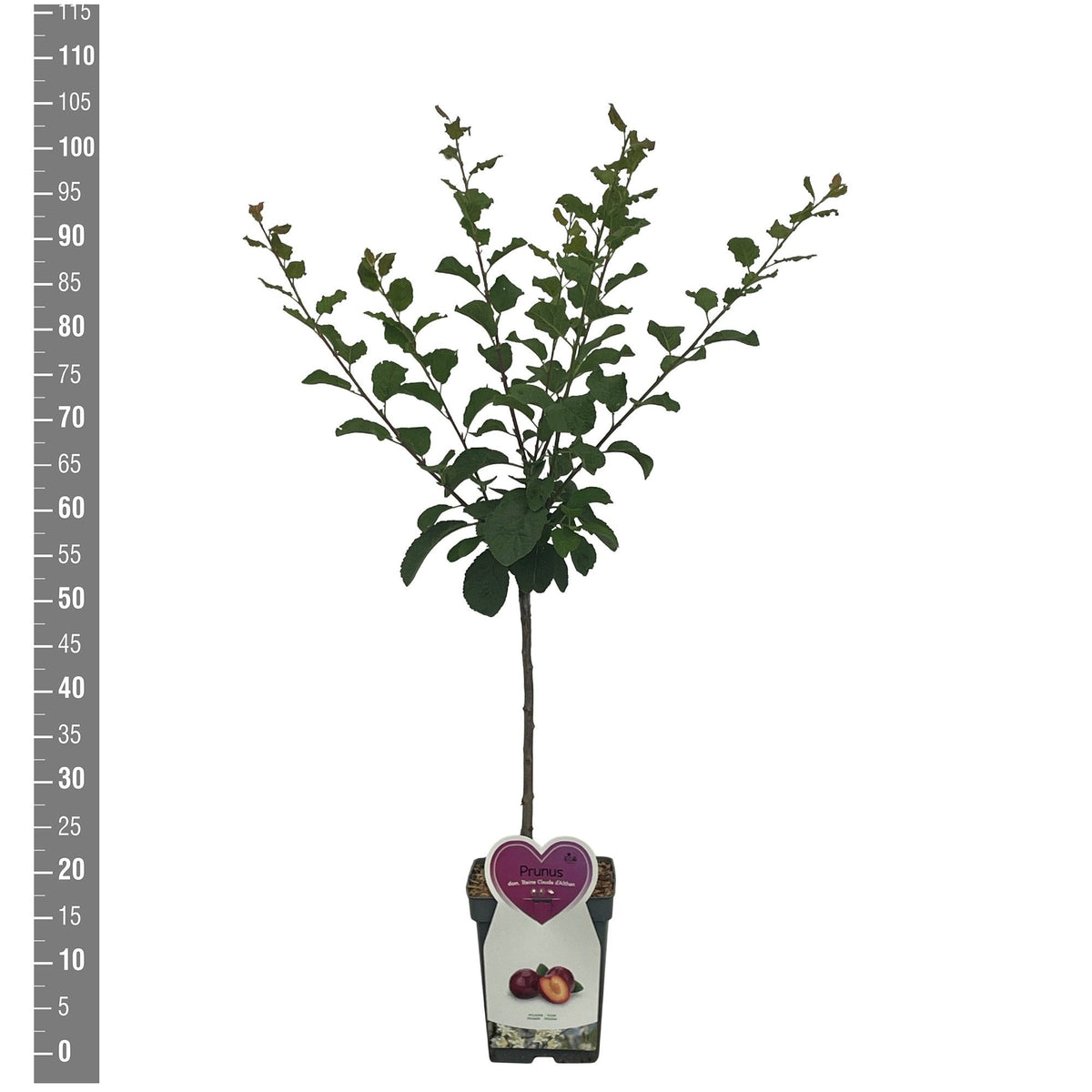 Prunus d. &