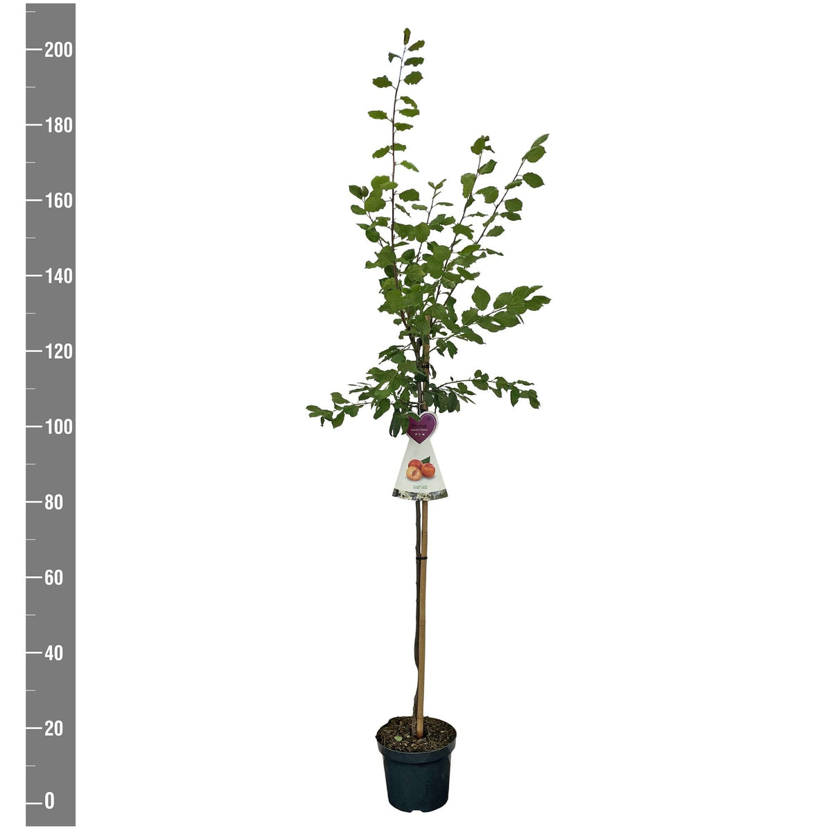 Prunus d. &