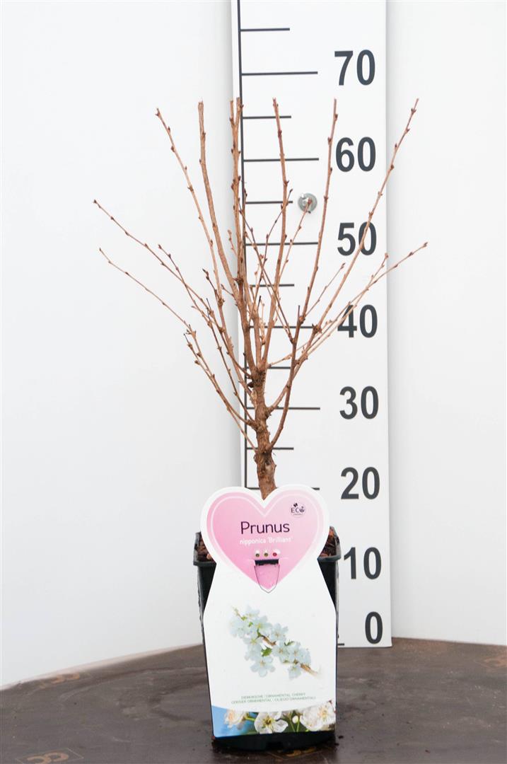 TW-2759791
