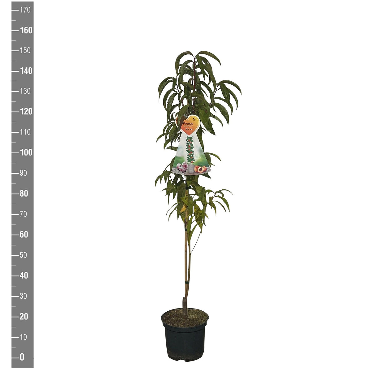Prunus p. &