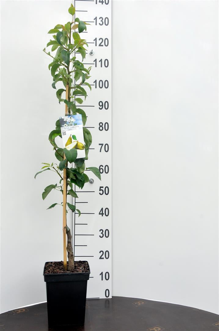 Pyrus communis &