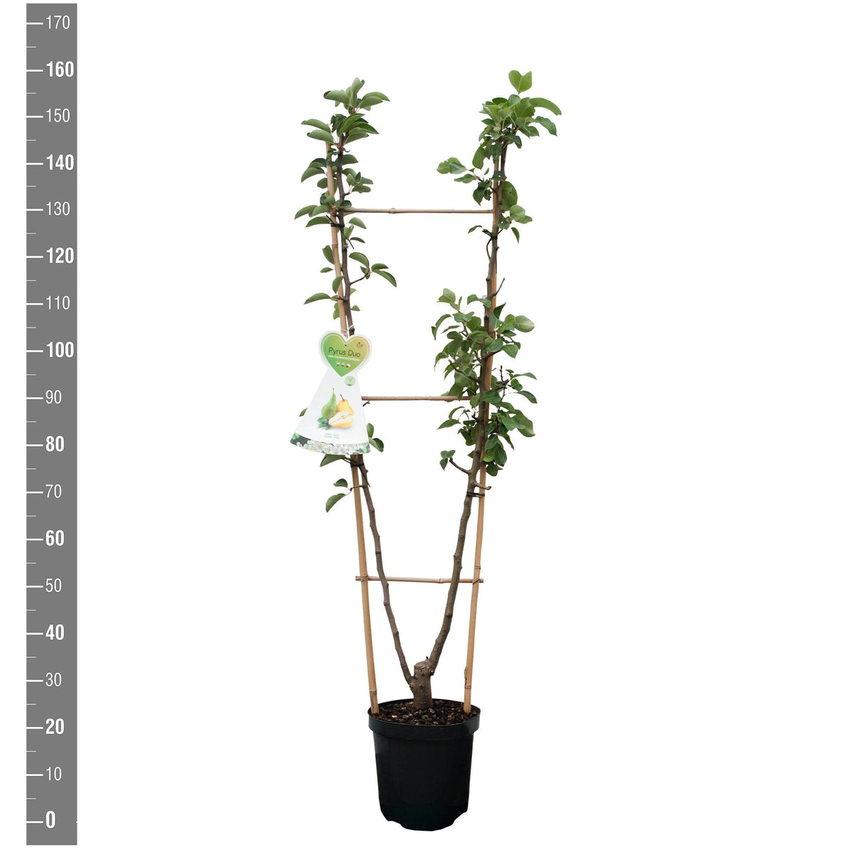 Pyrus c. &