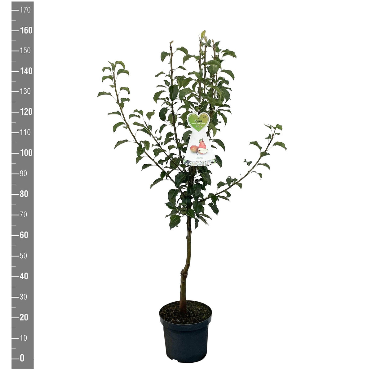 Pyrus c. &