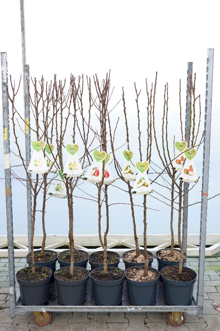 Pyrus c. i olika sorter C7,5 (7,5 liters kruka) Buske