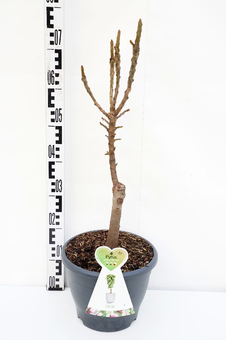 Pyrus c. &