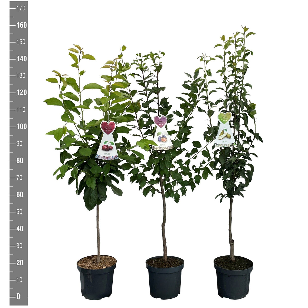Ribes i sorter 60 cm stam C5 (5 liters kruka) / 23 cm kruka