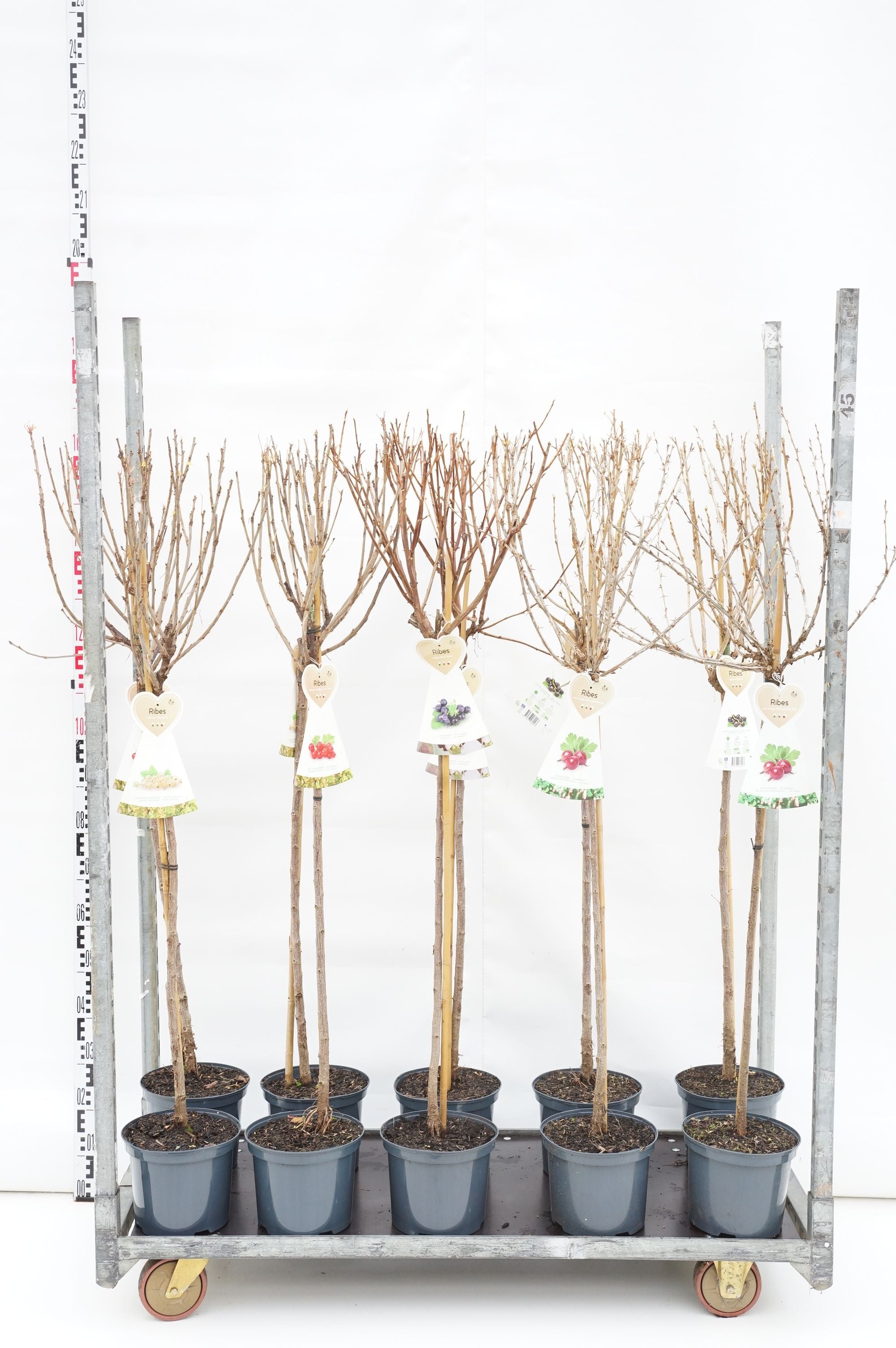 Vinbär in cultivars - 90 CM STEM C5/P23
