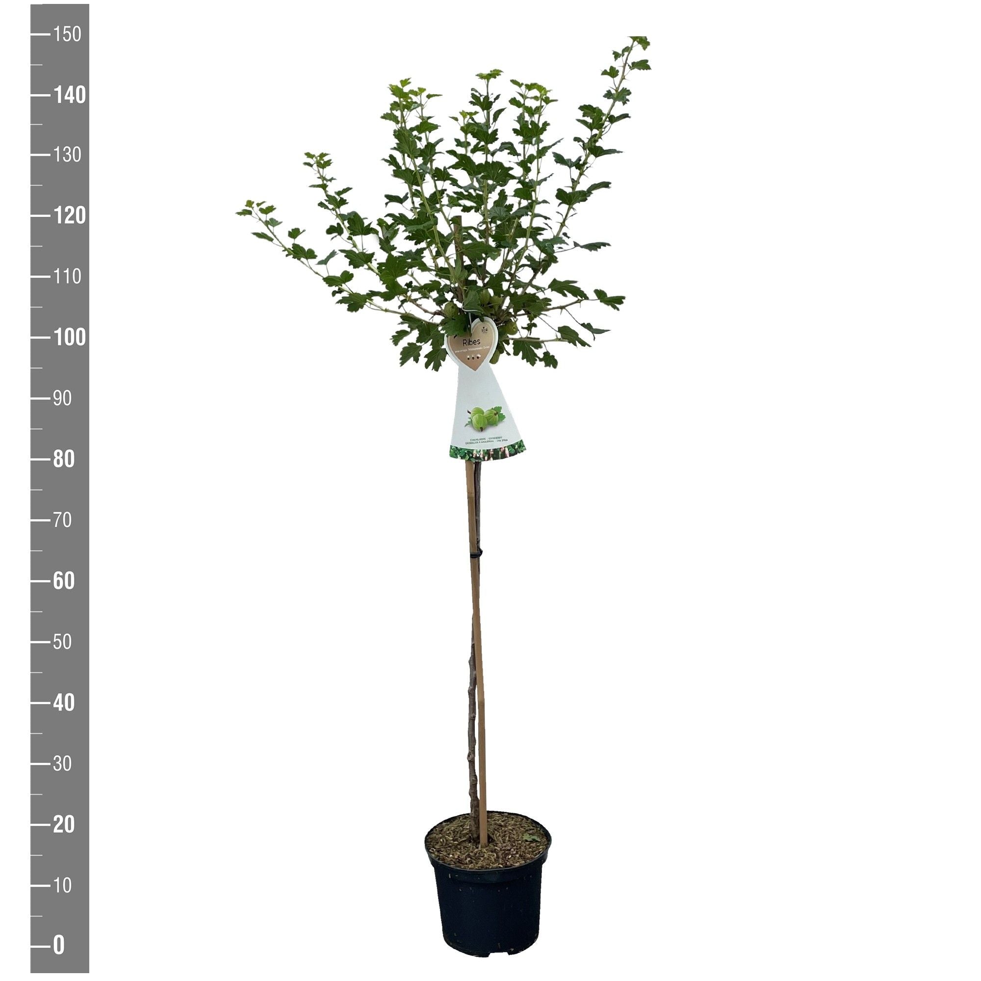 Krusbär u.-c. Hinnonmaki Gron - 90 CM STEM C5/P23