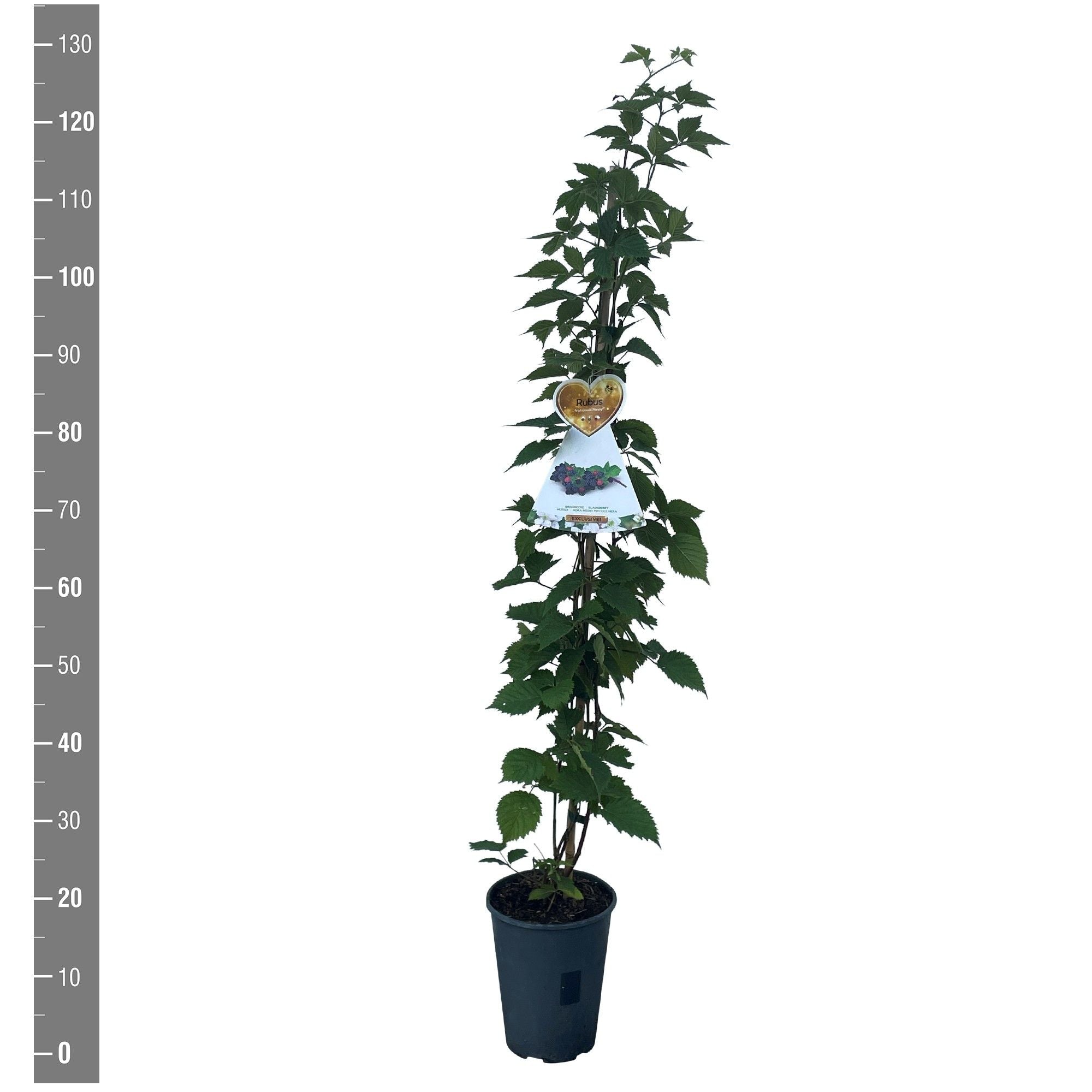 Björnbär frut. Nessy - C4/P21 120 CM STOK