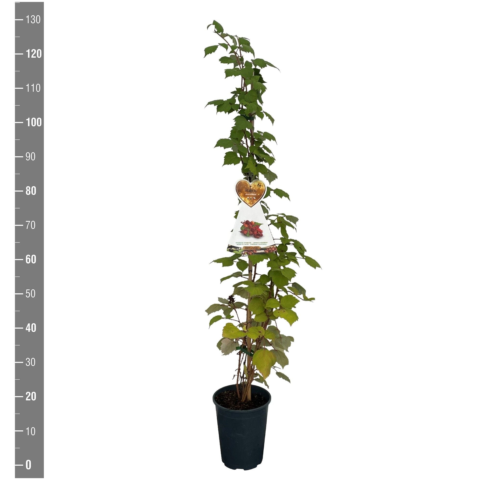 Björnbär phoenicolasius - C4/P21 120 CM STOK