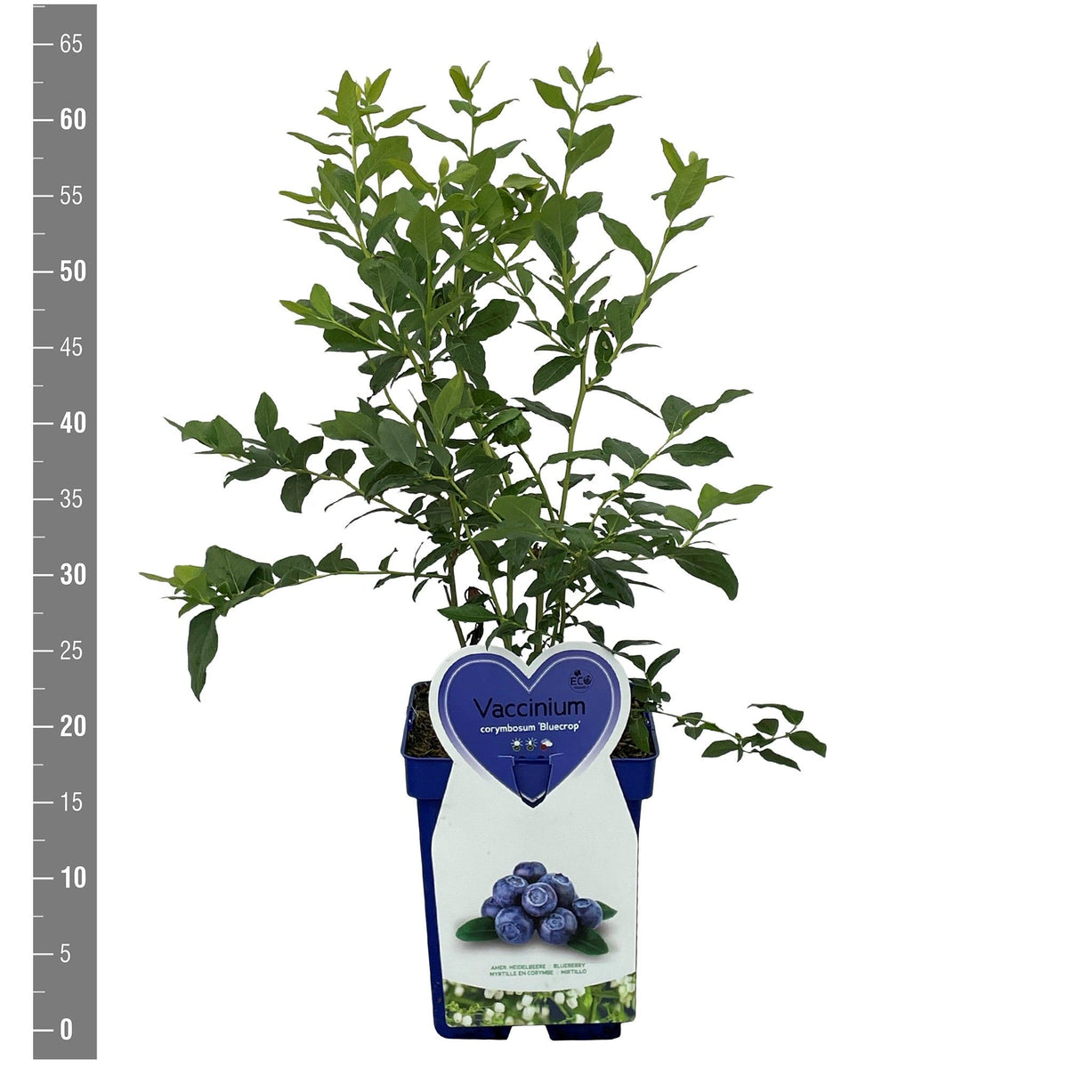 Vaccinium corymbosum &