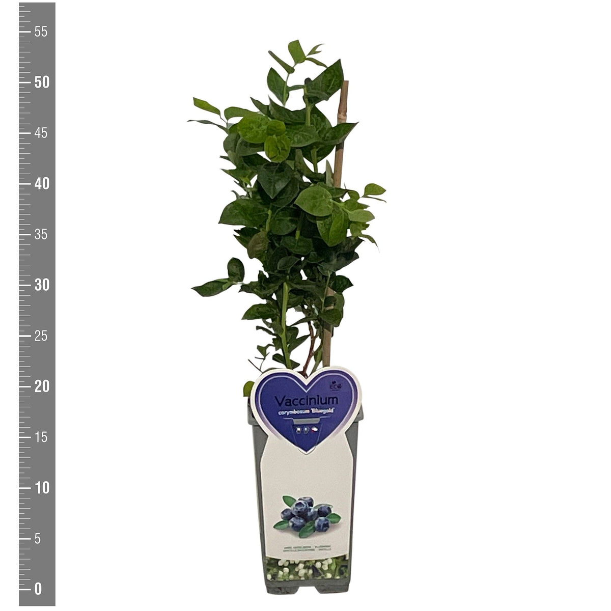 Vaccinium cor. &