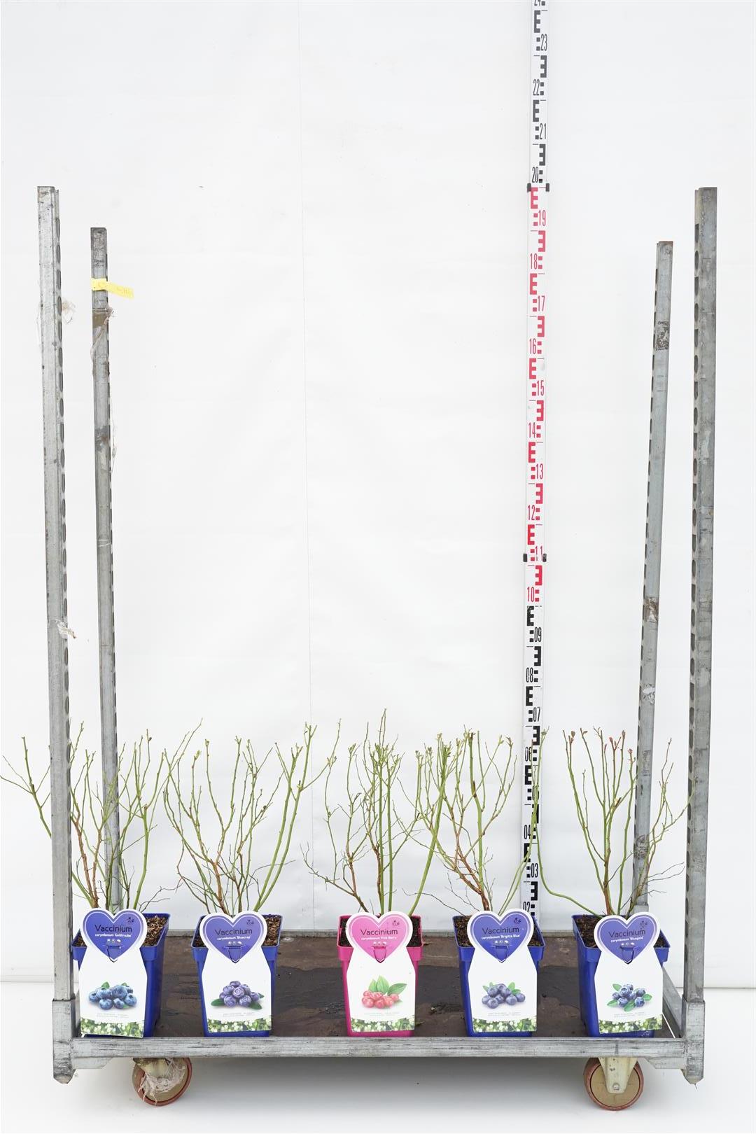 Blåbär in cultivars - C5/P23 BUSH