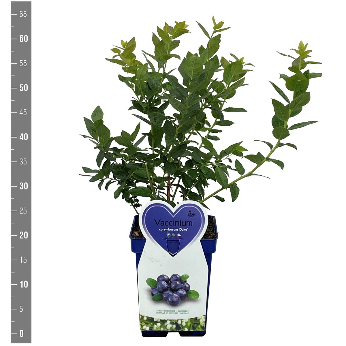 Vaccinium cor. &