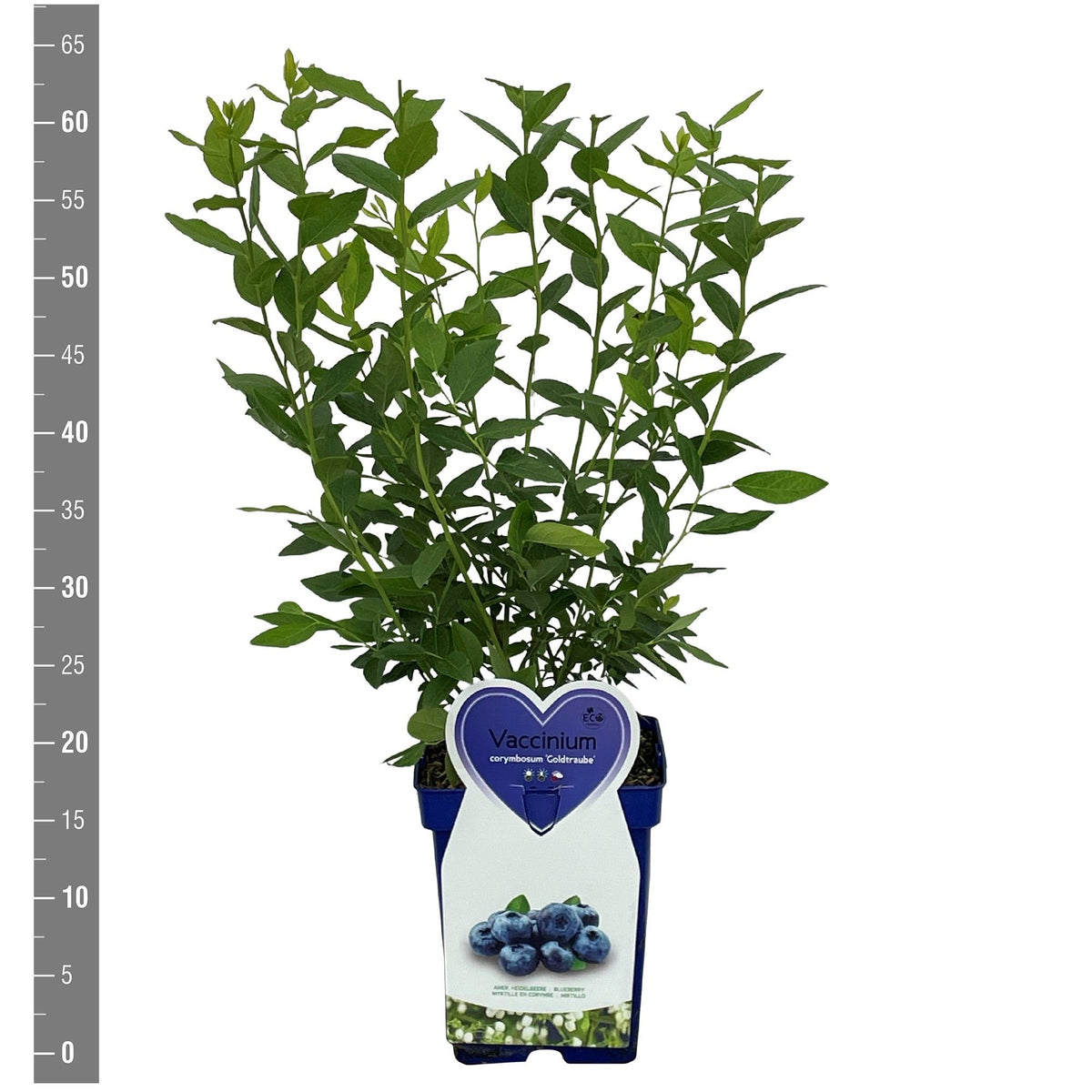 Vaccinium cor. &