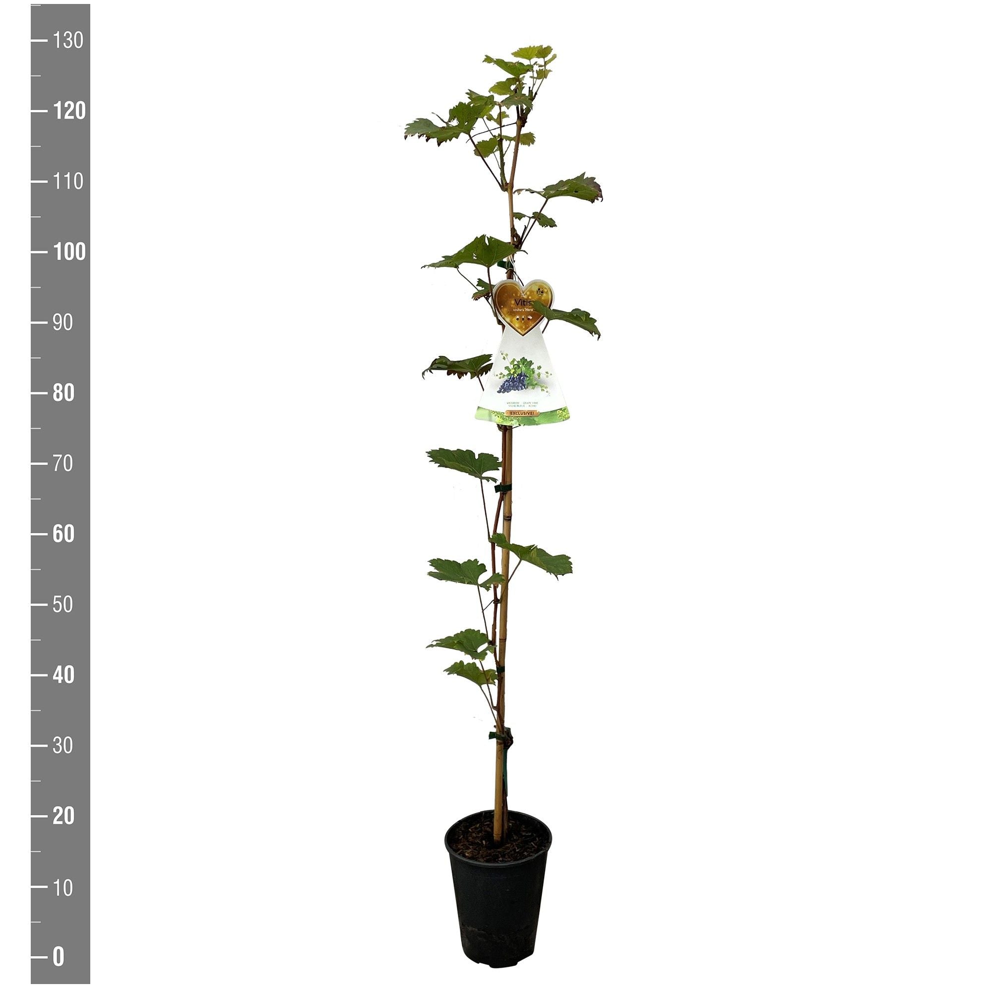 Vinranka vinifera &