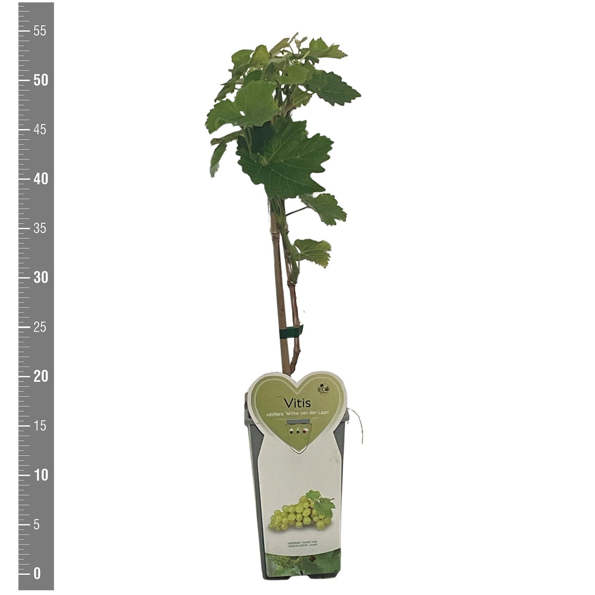 Vitis &