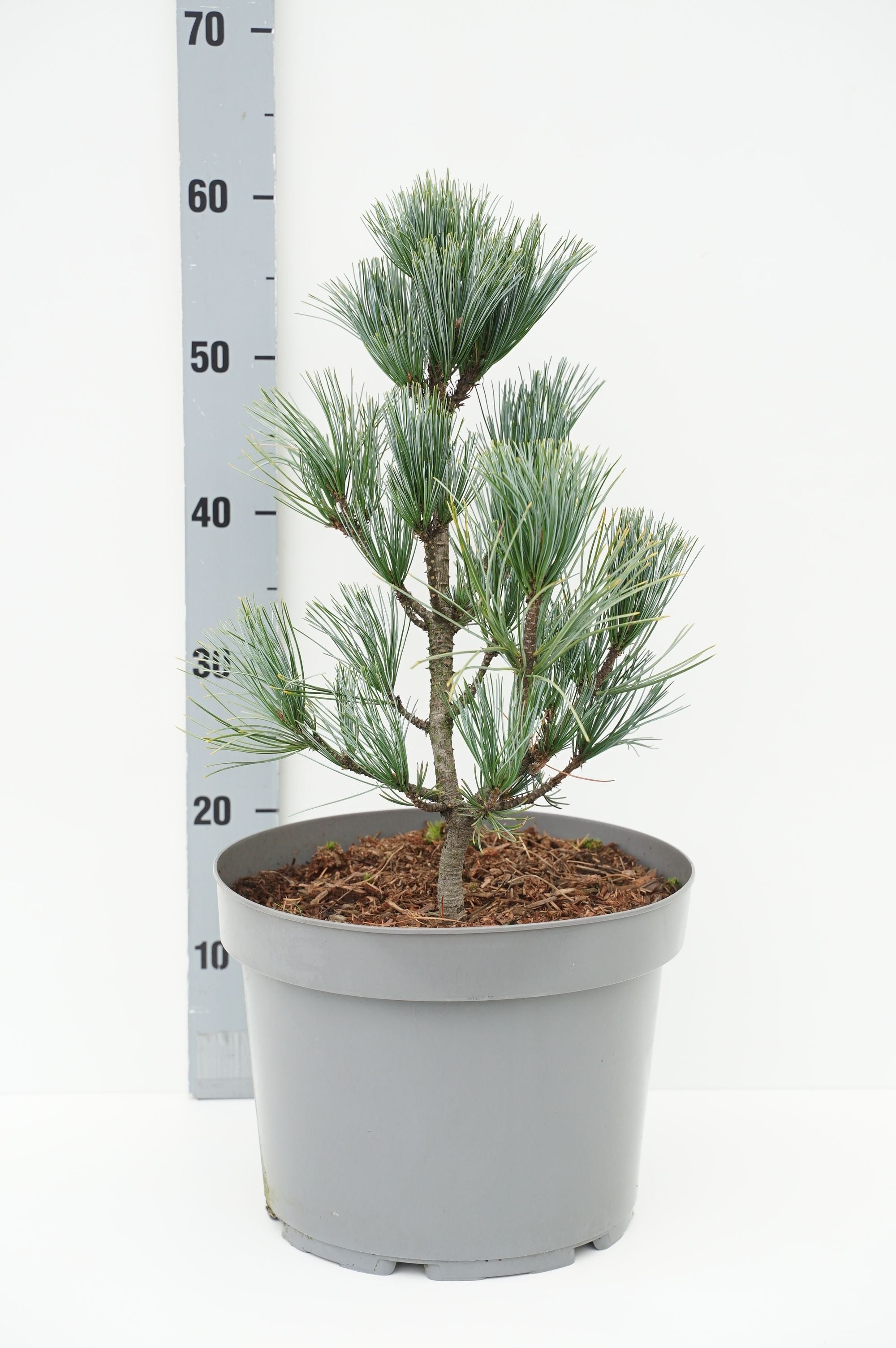 Pinus koraiensis &