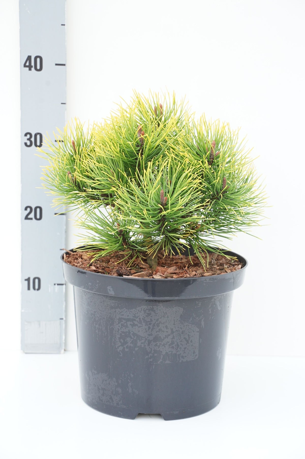 Pinus mugo &