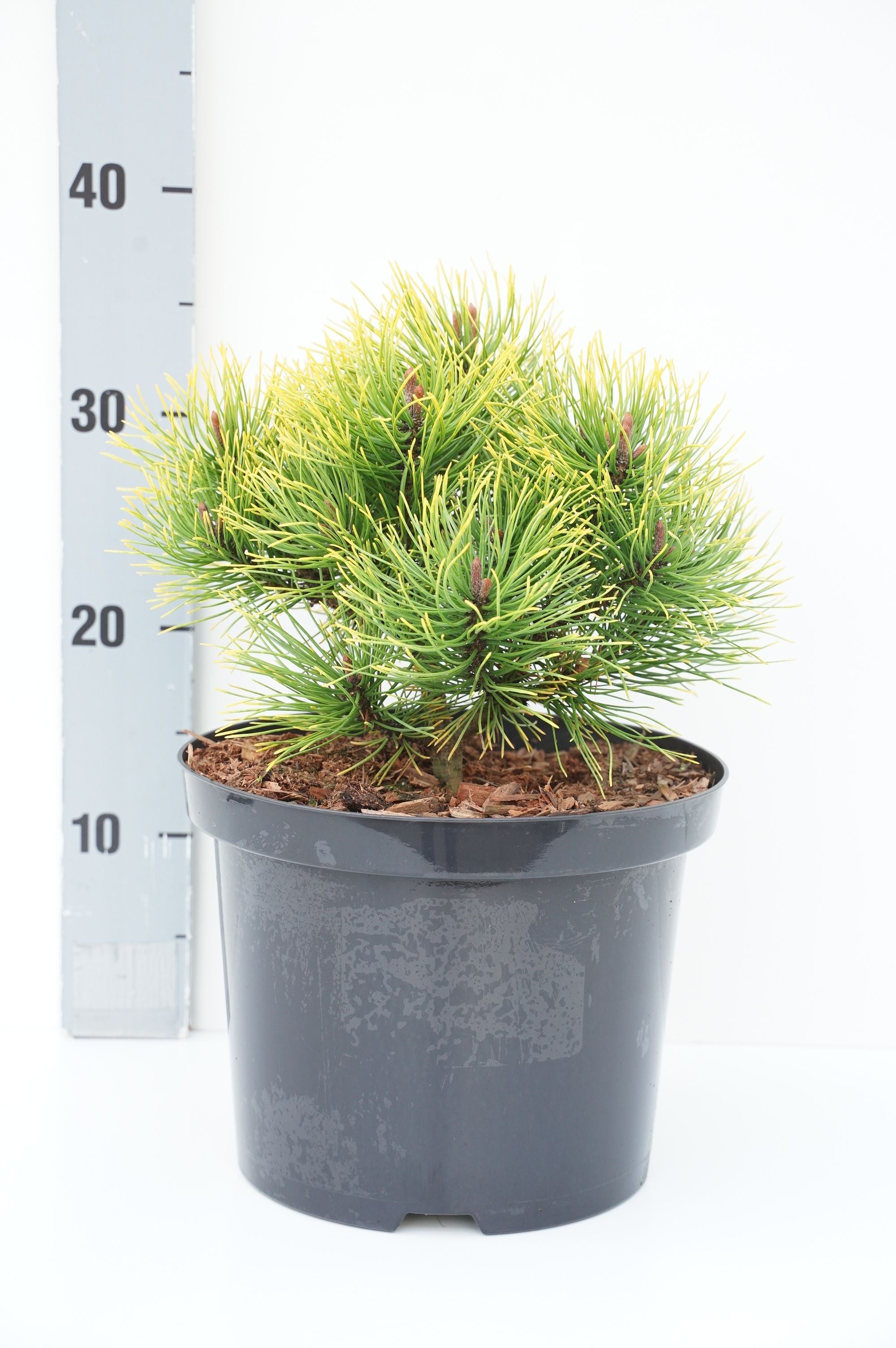 Pinus mugo &