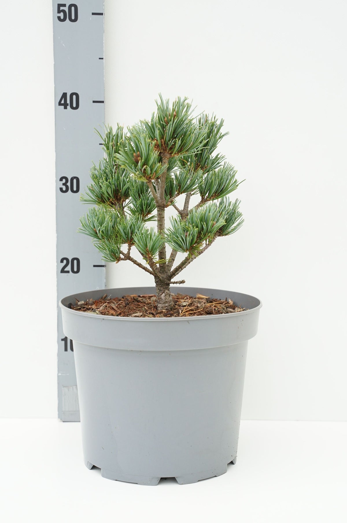 Pinus parv. &