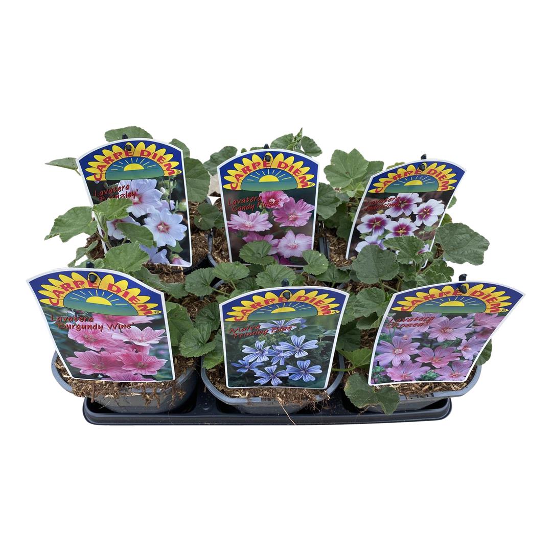 Buskmalva in cultivars - C2/P17