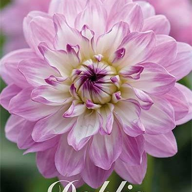 Dahlia Blue Wish Dekorativ 1-pack NYHET