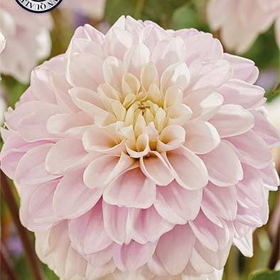 Dahlia Cayen Dekorativ 1-pack NYHET