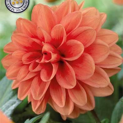 Dahlia Cheerleader Dekorativ 1-pack NYHET