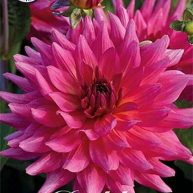 Dahlia Cactus Cherry Cake 1-pack NYHET