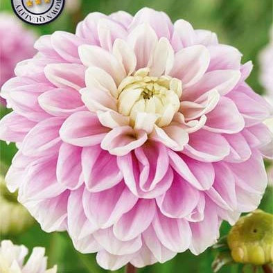 Dahlia Boll Jannicks Symphony 1-pack NYHET
