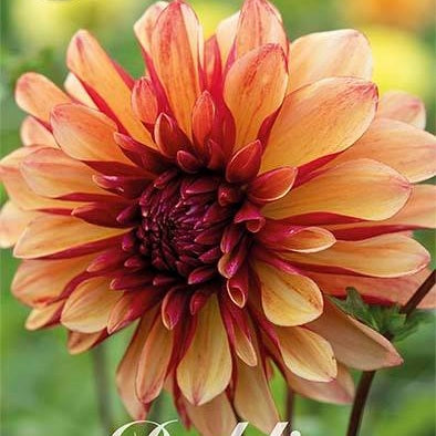 Dahlia Gitts Crazy Dekorativ 1-pack NYHET