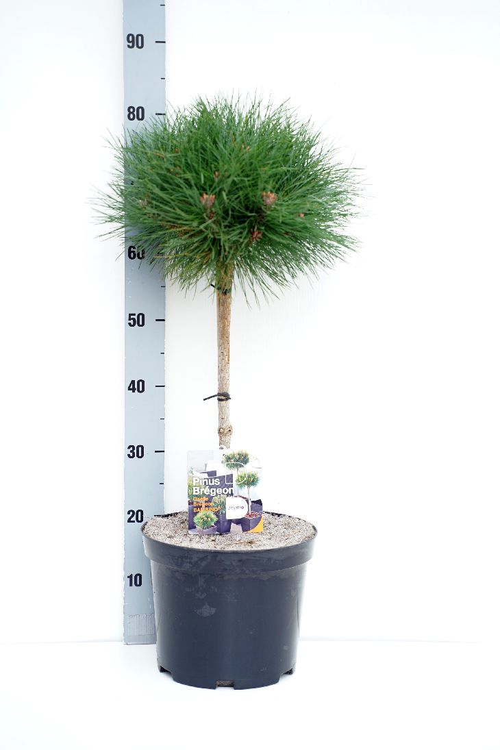 Tall Bambino - 40 CM STEM C7,5/P26