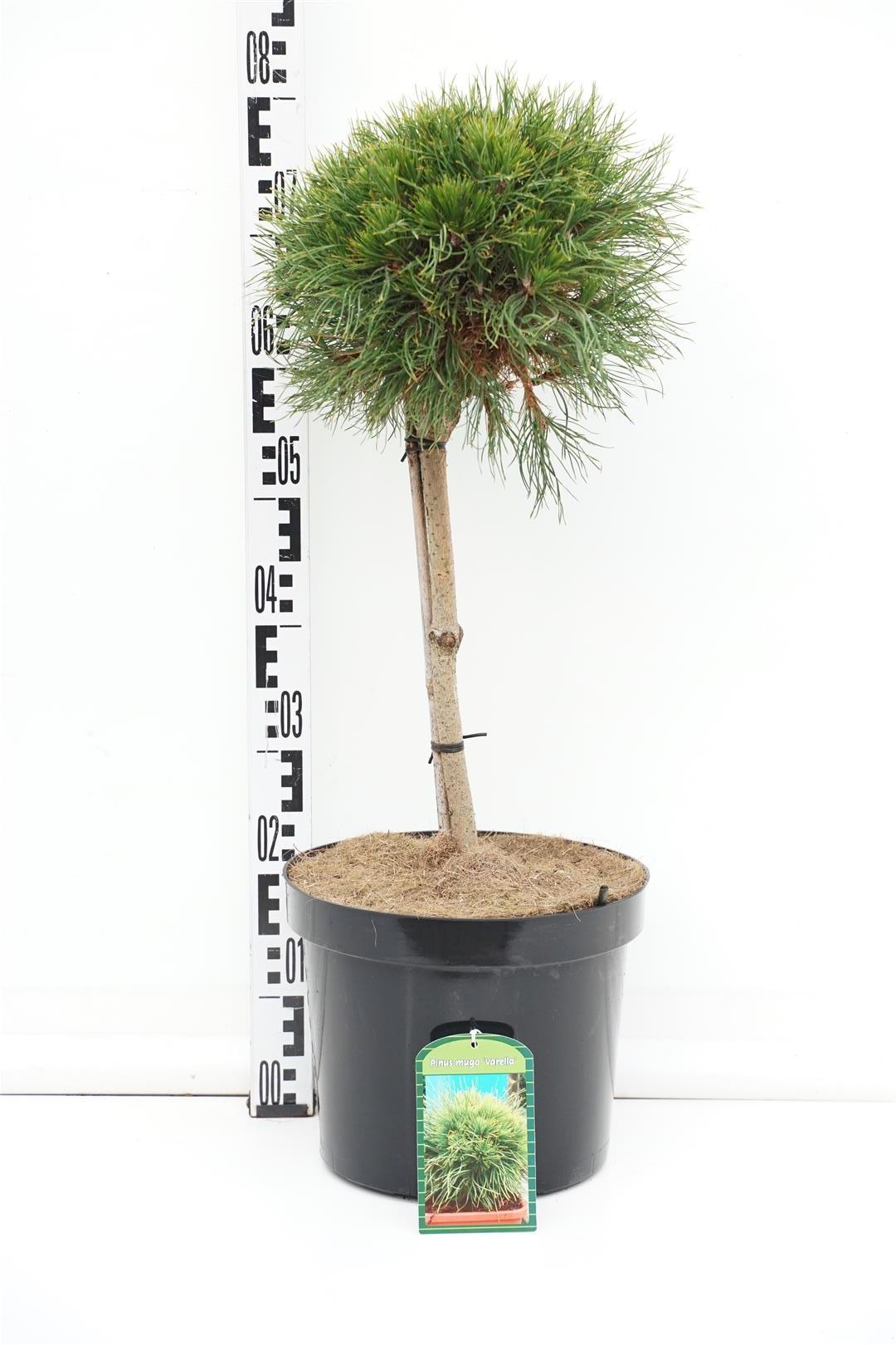 Tall mugo &