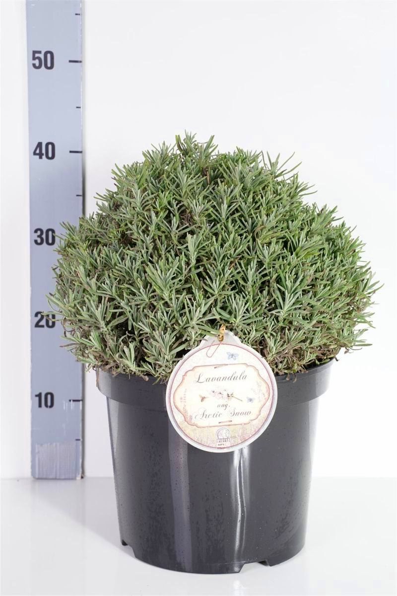Lavandula angustifolia &