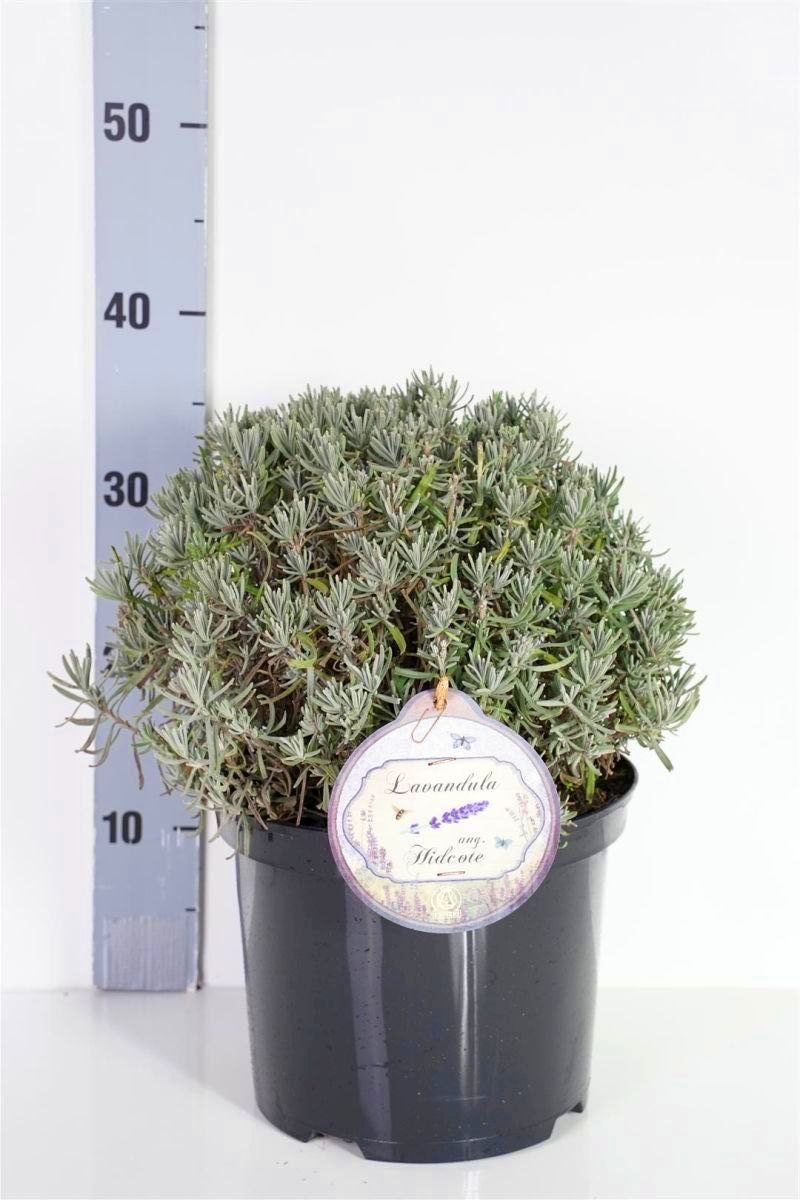 Lavendel ang. &