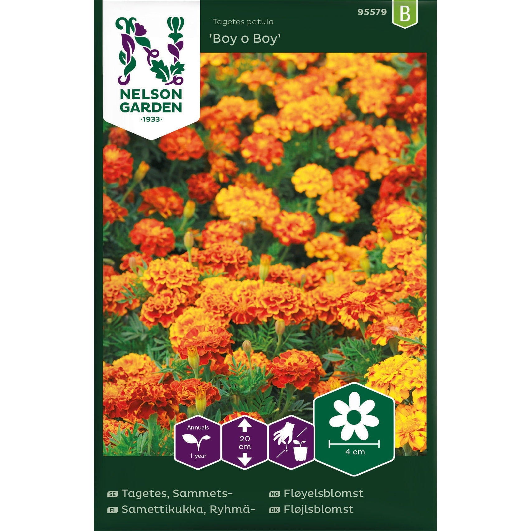 Tagetes Sammets- Boy o Boy