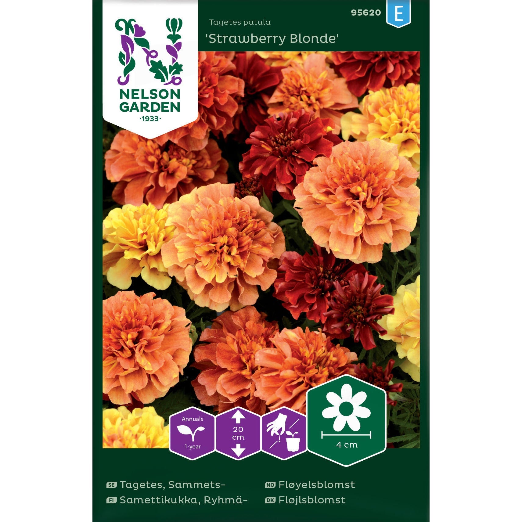Tagetes Sammets- &