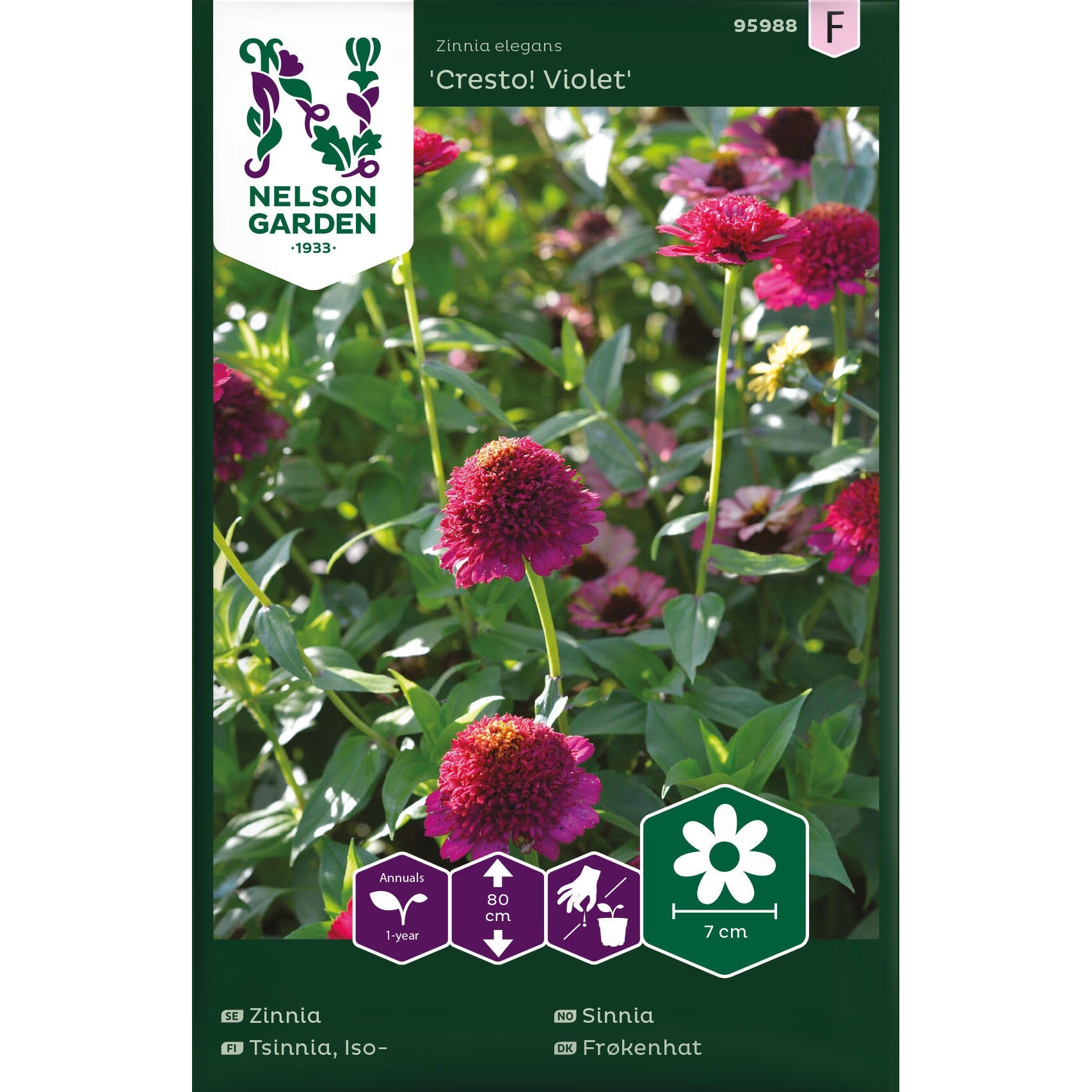 Zinnia Cresto! Violet