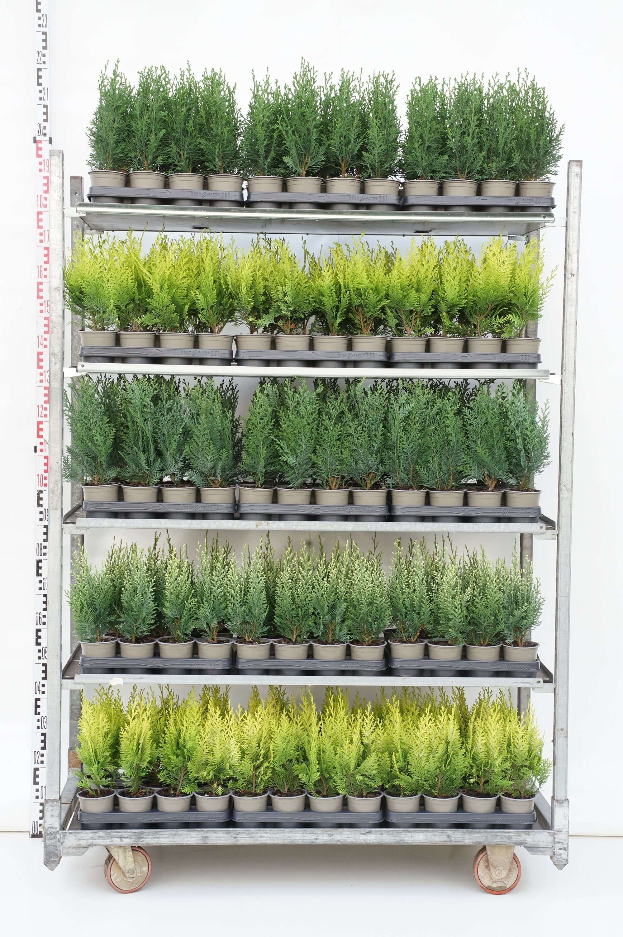 Ädelcypress in cultivars - P11 25-30 CM