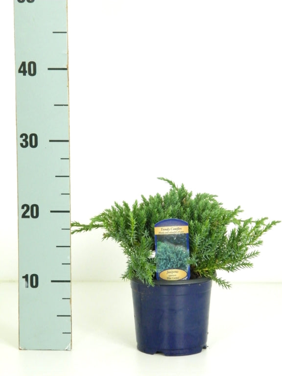 Juniperus squamata &