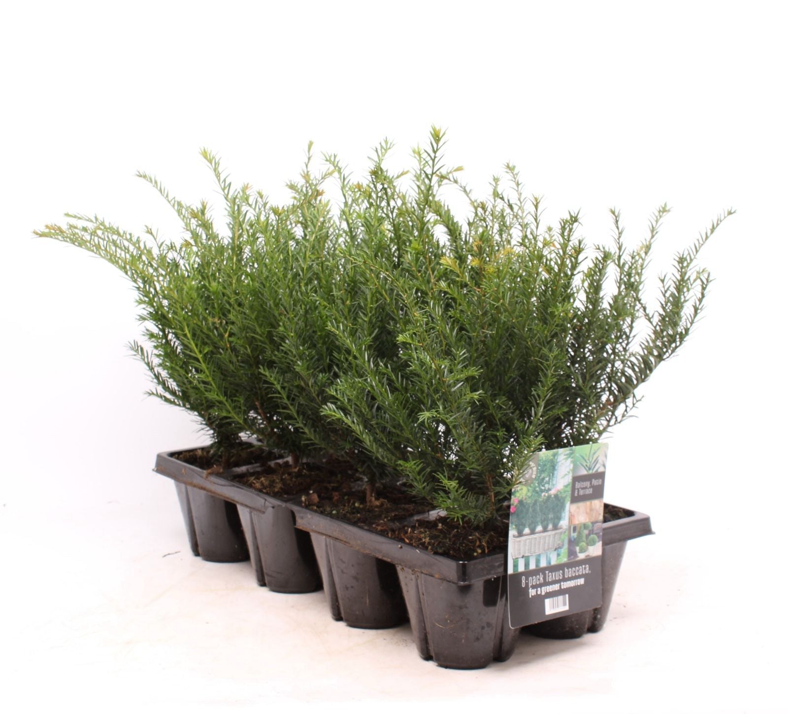 Idegran baccata - 8-PACK (13 CM)