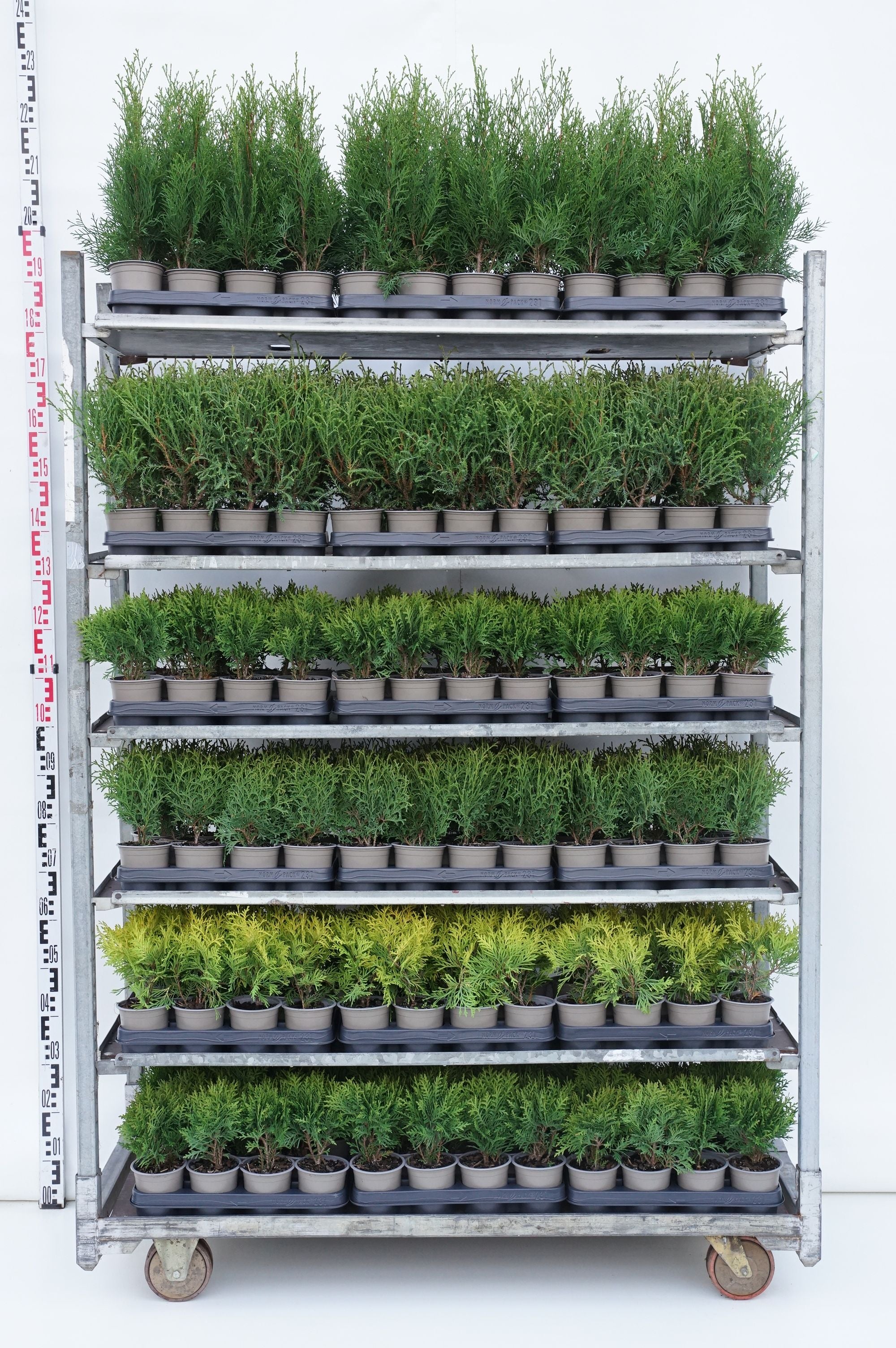 Thuja in cultivars - P11 15-20 CM
