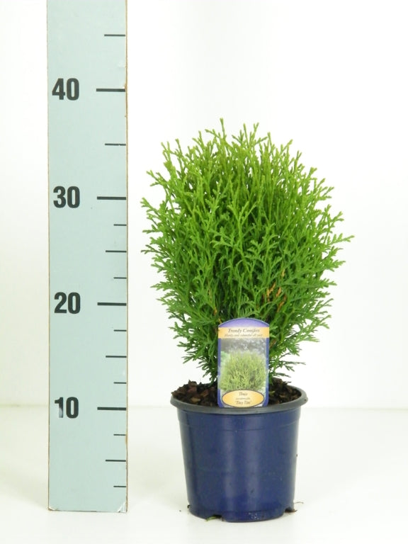 Thuja occidentalis &