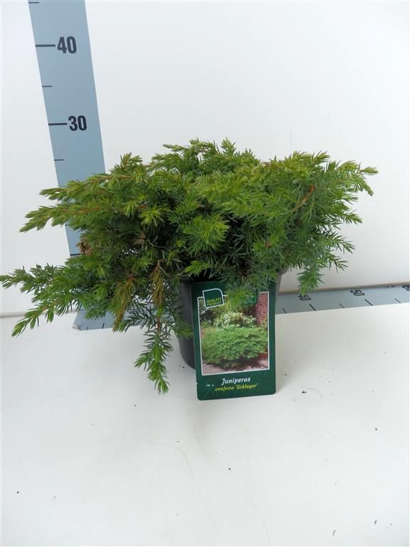 Juniperus conferta &