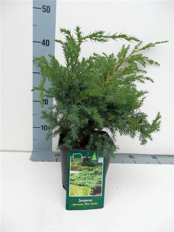 Juniperus squamata &
