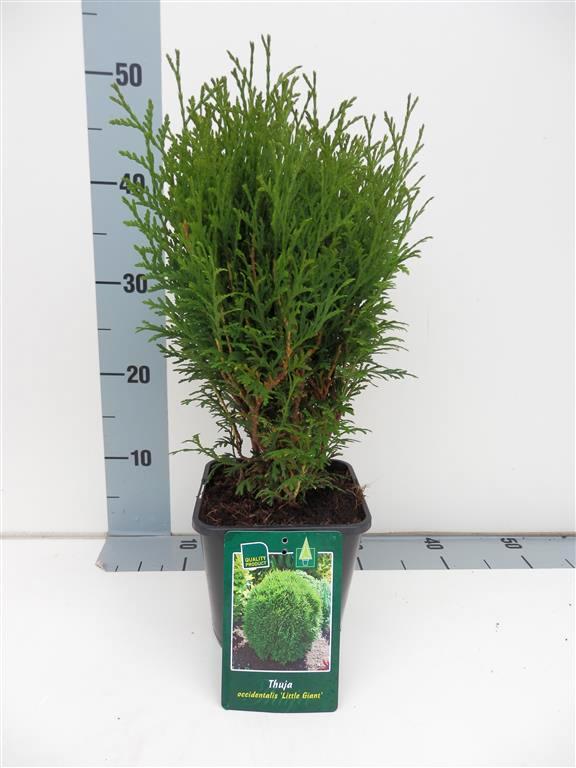 Thuja occ. &