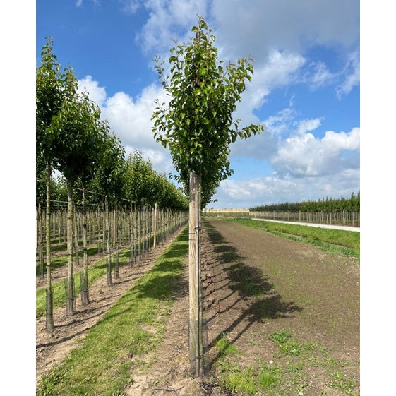 Litet kinapäron - Pyrus calleryana 'Chanticleer' - Stammens omkrets 14-16 cm, höjd 3,5-4 meter, HS,